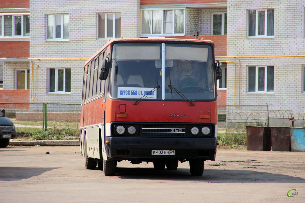 Автобус курск воронеж автовокзал. Автобусы Курск Ikarus. Курск старый Оскол автобус. Старый автовокзал Курск. В Курске автобусы Икарус.