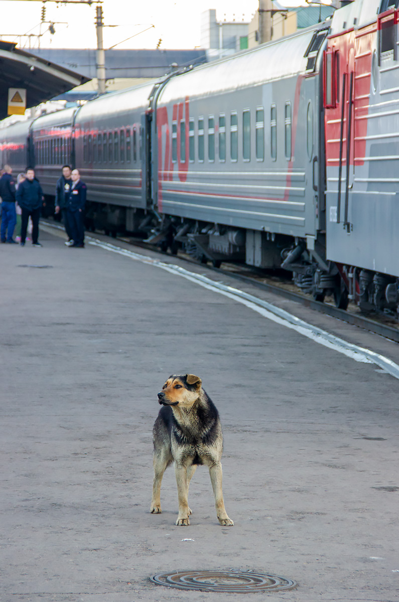 Старший помощник младшего дворника вокзала на фоне поезда № 002Э Россия  Москва - Владивосток :) Станция Улан-Удэ - Улан-Удэ - Фото №302486 - Твой  Транспорт